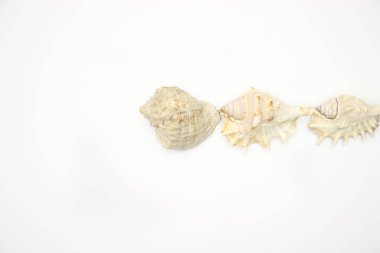 Beyaz arka planda deniz kabukları 