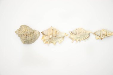 Beyaz arka planda deniz kabukları 