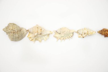 Beyaz arka planda deniz kabukları 