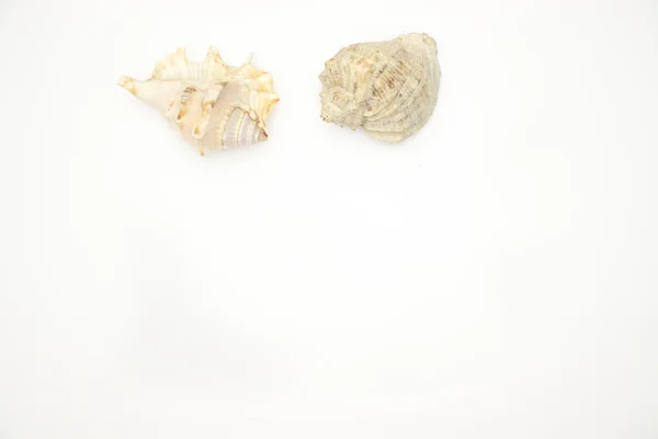 Seashells Fundo Branco — Fotografia de Stock