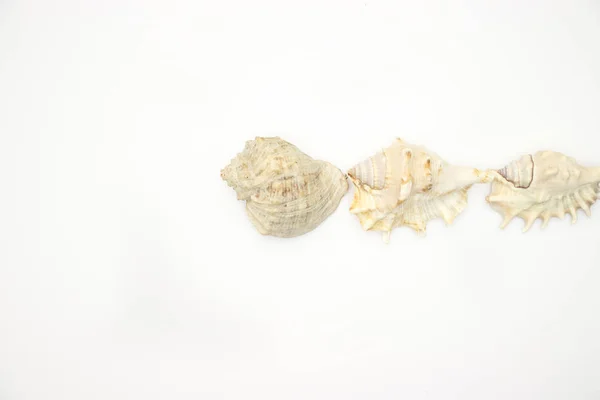 Seashells White Background — Stock Photo, Image