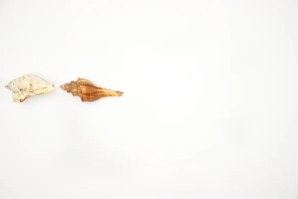 Seashells Fundo Branco — Fotografia de Stock