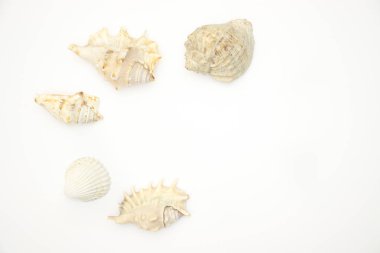 Beyaz arka planda deniz kabukları 