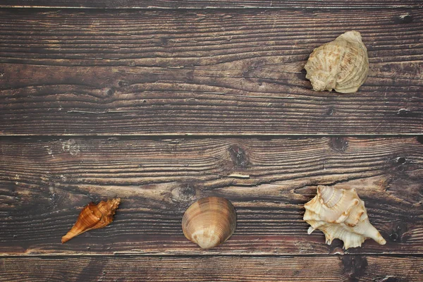 Seashells Fundo Madeira — Fotografia de Stock