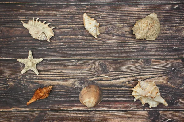 Seashells Fundo Madeira — Fotografia de Stock