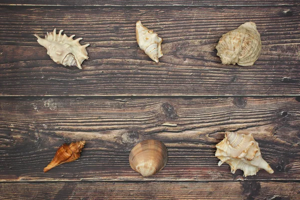 Seashells Fundo Madeira — Fotografia de Stock