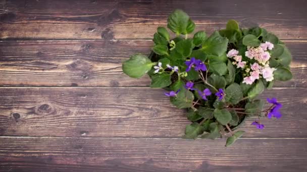Blumen Bewegen Sich Auf Hölzernem Hintergrund Stop Motion Animationsvideo — Stockvideo