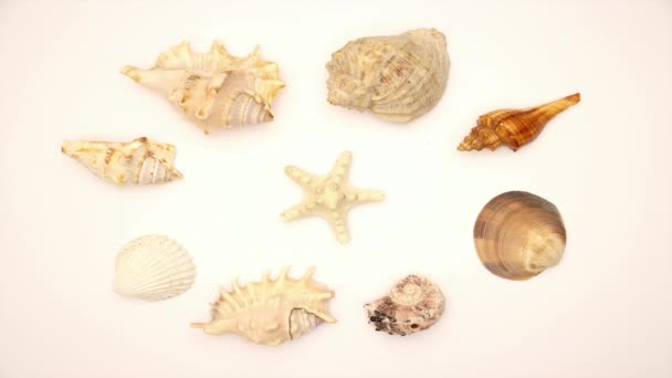 Shells Star Middle Stop Motion Animation — Stock Video