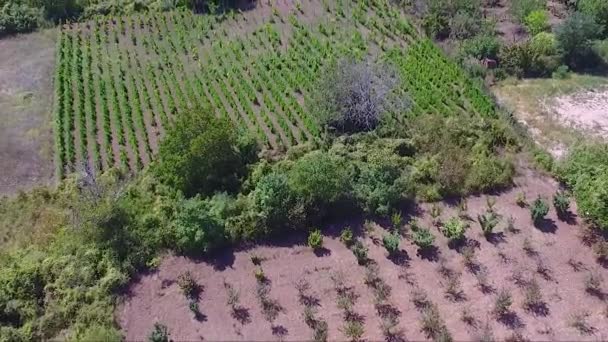 Aereo Drone Filmato Bellissimo Paesaggio Campo Campagna — Video Stock