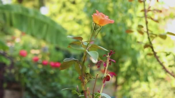 Mooie Oranje Gekleurde Roos Tuin Bewegen Als Vleugel Blaast — Stockvideo