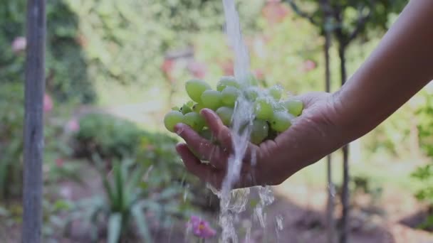 Vrouw Hand Wassen Verse Biologische Druiven Met Vers Schoon Water — Stockvideo