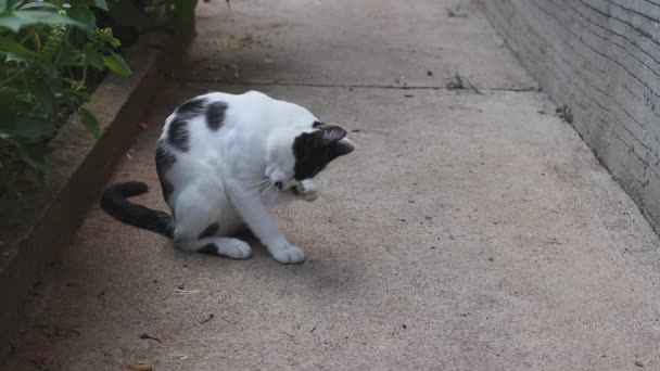 美しい黒と白の猫は食べた後 彼女の自己を掃除します 美しい若い猫のかわいい映像 — ストック動画