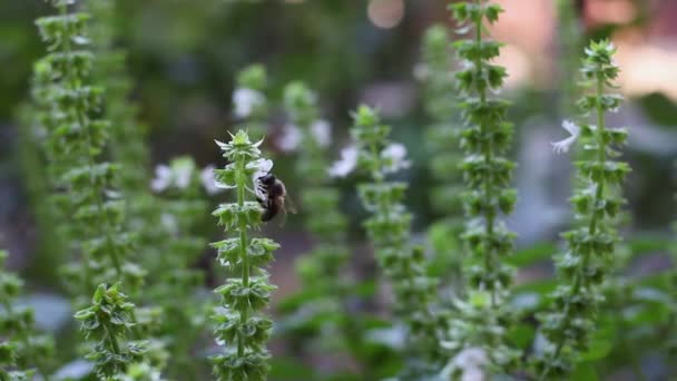 Pszczoła Pływające Przystanek Aby Odebrać Pyłek Bazylii Kwiat — Wideo stockowe