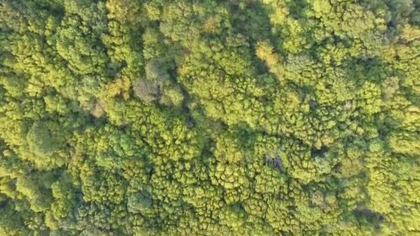 Aereo Drone Filmato Bellissimo Paesaggio Natura Foresta Verde — Video Stock