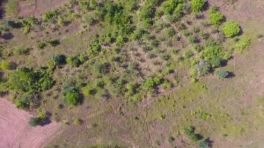 Kırsal ın havadan insansız hava aracı görüntüleri. Ağaçlar ve tarlalar ile güzel manzara 