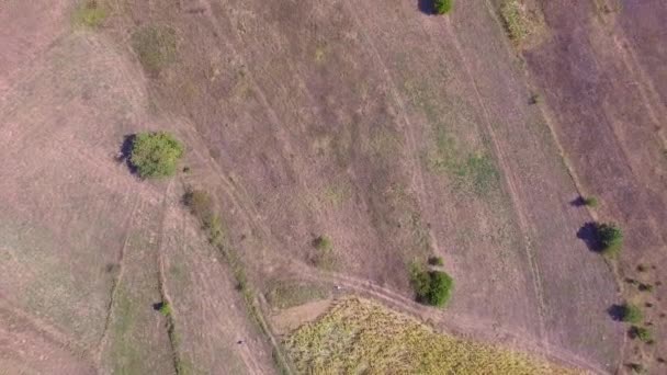 Légi Drone Felvétel Vidék Gyönyörű Táj Fákkal Mezőkkel — Stock videók