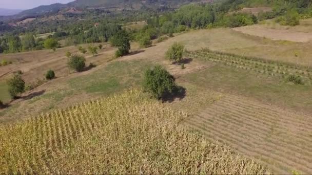 Aereo Drone Filmato Campo Mais Bella Natura Intorno — Video Stock