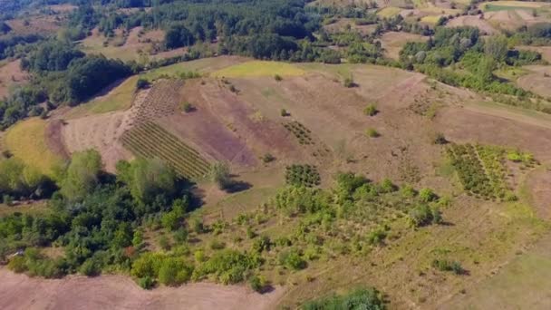 Повітряний Безпілотник Сільській Місцевості Красивий Пейзаж Деревами Полями — стокове відео