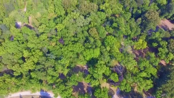 Légi Drone Felvételeit Gyönyörű Zöld Erdő — Stock videók