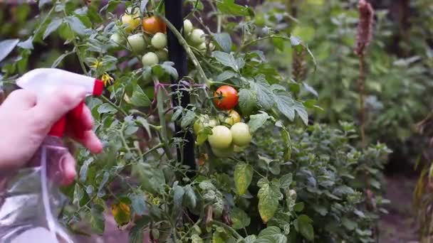 Innaffiare Pianta Pomodoro Biologica Giardino — Video Stock