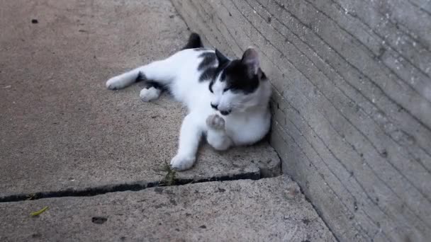 Images de beau jeune chat de couleur noire et blanche dans la cour 