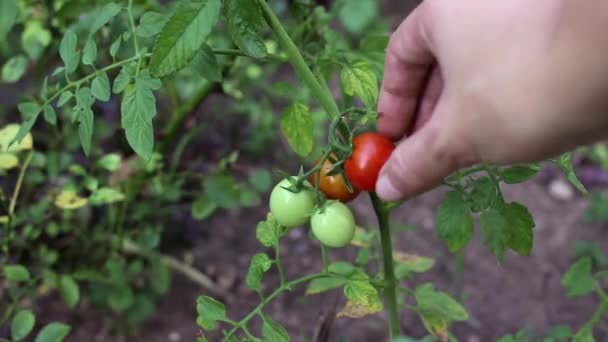 女人的手拿起新鲜和有机的樱桃西红柿 — 图库视频影像