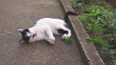 Bahçede güzel genç siyah beyaz renkli kedi Görüntüleri