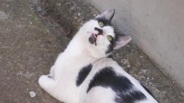 Bahçede güzel genç siyah beyaz renkli kedi Görüntüleri