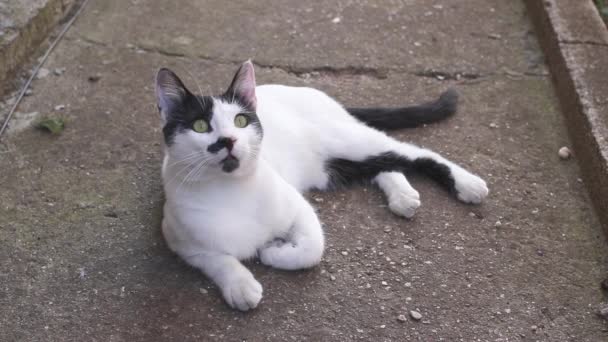 Images de beau jeune chat de couleur noire et blanche dans la cour 