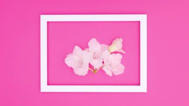 Beyaz çerçeveli, pembe temalı beyaz çiçekler. Hareketi durdur 