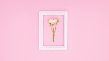 Güzel pembe güller ve pembe temalı yazılar için romantik çerçeveler. Hareketi durdur