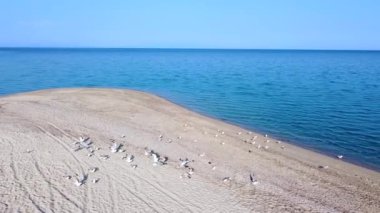 Kum sahilinden uzaklaşan martı sürüsü. Hava görünümü