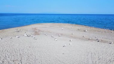Martıları ve güzel mavi denizi olan uçsuz bucaksız egzotik kumsal. Hava görünümü