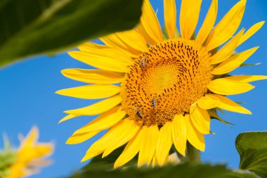 Un girasole con tre api