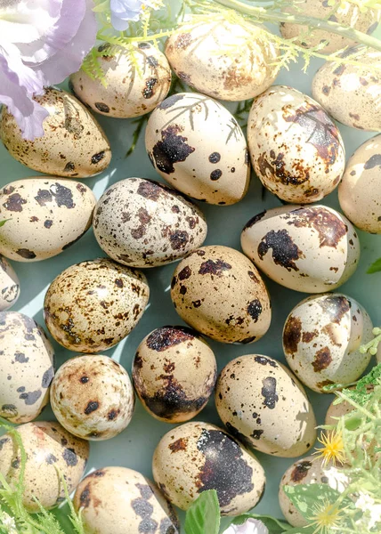Çiçek arka planda güneşli ışıkta doğal bıldırcın yumurtası desen. Mutlu Paskalya, bahar, sağlıklı yaşam kavramı