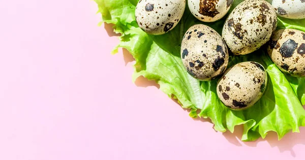 Pembe arka plan üzerinde yeşil marul salatası yaprak doğal bıldırcın yumurtası. Flatlay, üst görünüm, minimal kopya alanı afiş.