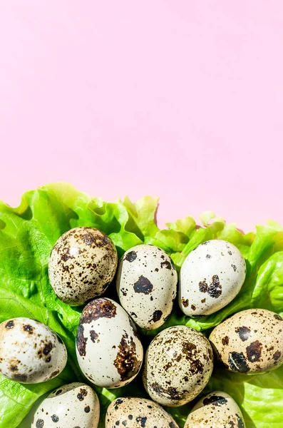 Pembe arka plan üzerinde yeşil marul salatası yaprak doğal bıldırcın yumurtası. Flatlay, üst görünüm, minimal kopyalama alanı dikey.