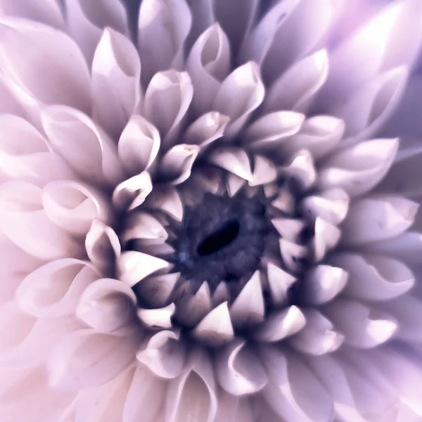 Närbild topputsikt kvadrat med vackra violett Dahlia blomma med mjukt fokus. Gratulationskort Concept — Stockfoto