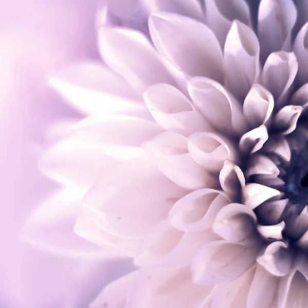 Closeup top view square of beautiful violet dahlia flower with soft focus. Greeting card concept — Stock Photo, Image