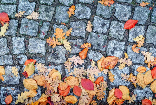 Hösten Abstrakt Bakgrund Röda Orange Gula Blad Ligger Gamla Stan — Stockfoto