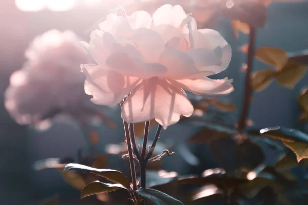 Kapatın bahçeyi, güzel pembe gül çiçeği, günbatımının ışıklarına karşı, arka planda.