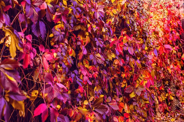 Fall natural background of wild grapes colorful leaves. Red, orange, yellow, purple autumn leaves wall. Greeting card, holidays, natural decoration, desktop wallpaper.Solid bright backdrop, copy space