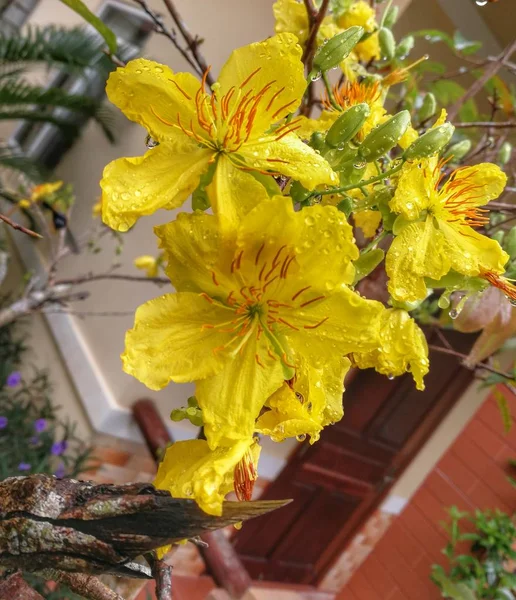 Жовті Квіти Краплі Дощу — стокове фото