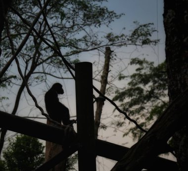 bir maymun eşyalarını n etrafına bakar