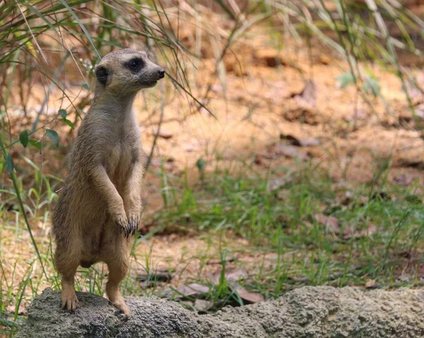 Suricate Stand Upright Attention — Stock Photo, Image