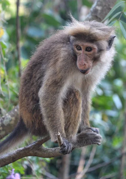 Guenon yapraklar arasında. Sri Lanka