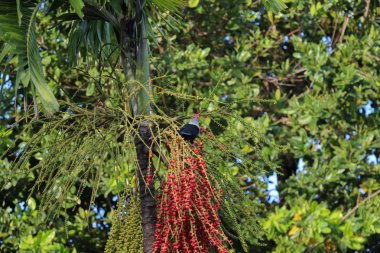 Seyşeller mavi güvercin (Alectroenas pulcherrimus), mavi meyve güvercin olarak da bilinir