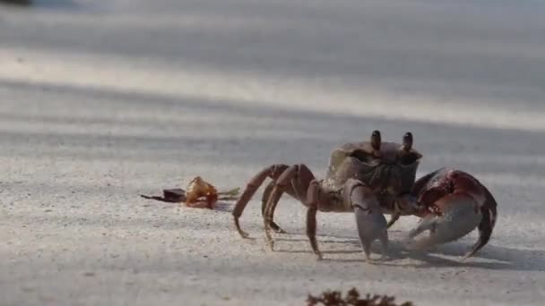 Crabe Solitaire Sur Plage Océan Indien Islande — Video