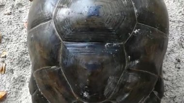 Yerel halkın adı Mango kaplumbağası. Çünkü mangoyu çok seviyor. La Digue İzlanda. Seyşeller