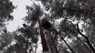 Kışın ortasında öğleden sonra karlı bir orman. Ağacın tepesindeki yuva